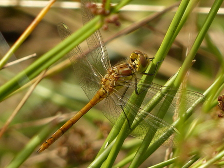 steenrode heidelibel