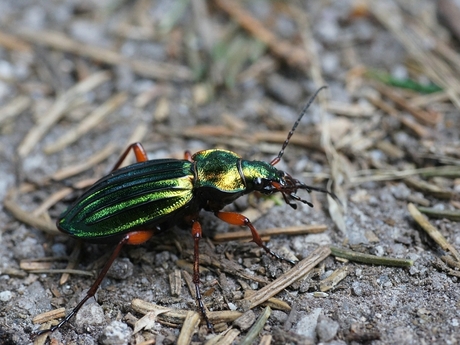 Carabus auronitens