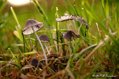 Mycena