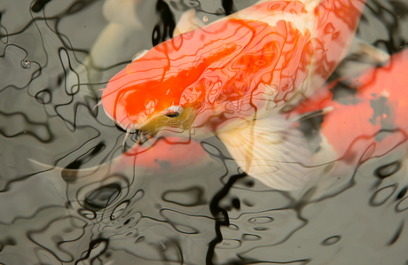 Reflectie op water en vis