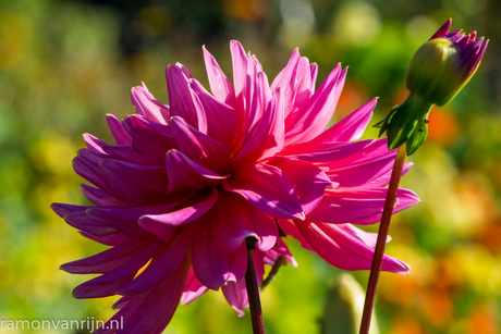 Botanische Tuinen Utrecht-270.jpg