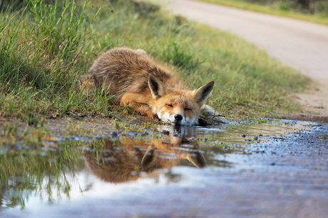 Reflection