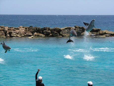 Dolphins jumping around 2