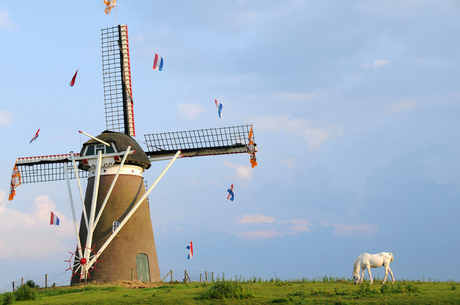 Molen en paard