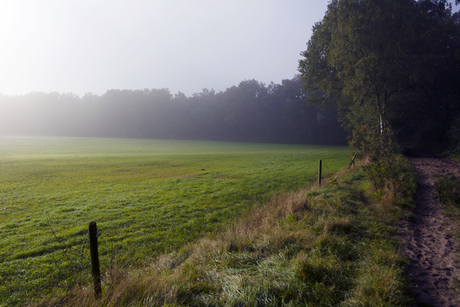 Ochtend nevel