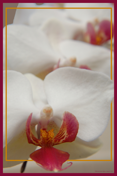 De schoonheid van een orchidee