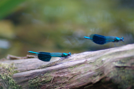 wie weet hier de naam van