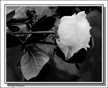 White rose in black and white