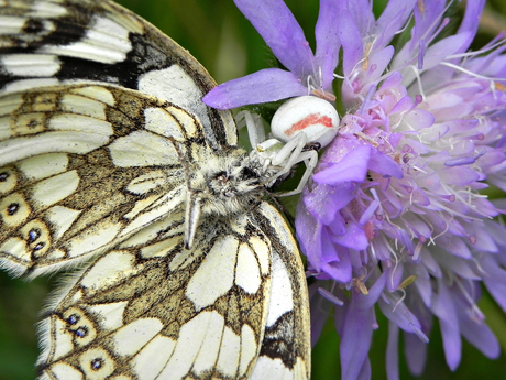 gewone kameleonspin met dambordje