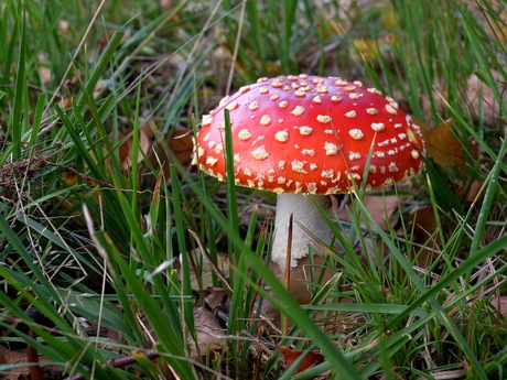 De bekende rode hoed.