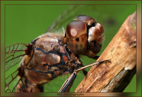 3e shot van de libelle (close)