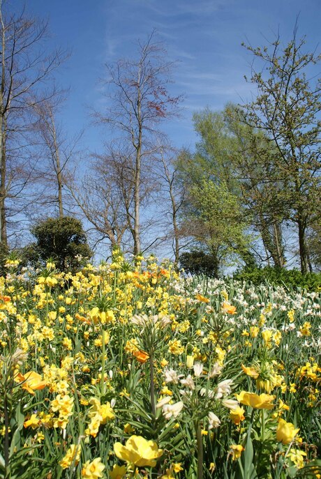 yellow flowers