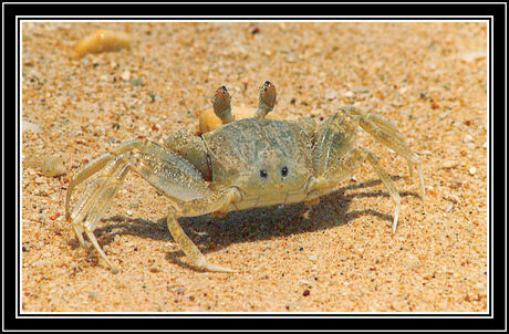 Vluchtende Crab
