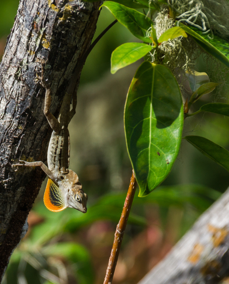 Gestreepte Anolis