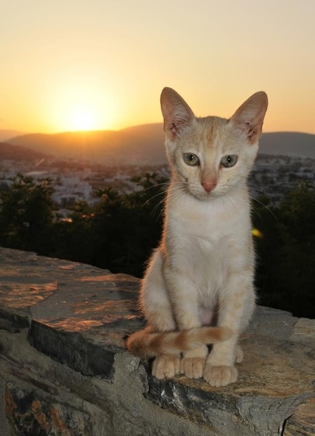 Mooi kitten in Turkije