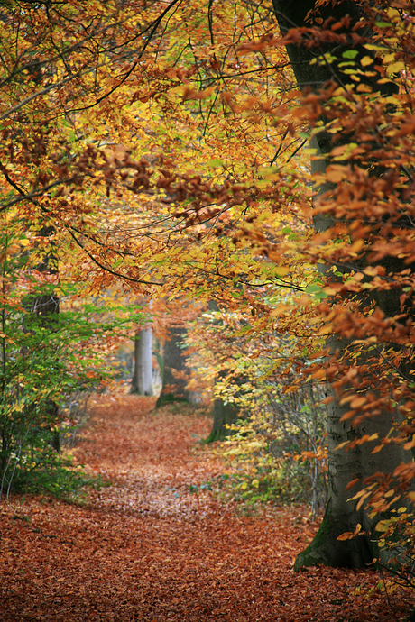 Woud van herfsttinten