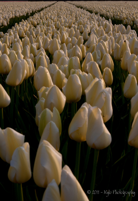 Veld witte tulpen
