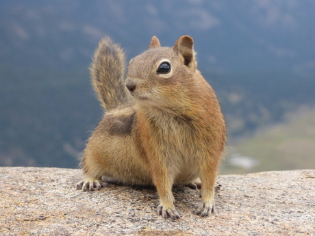 Curious Rocky mountain squirrel