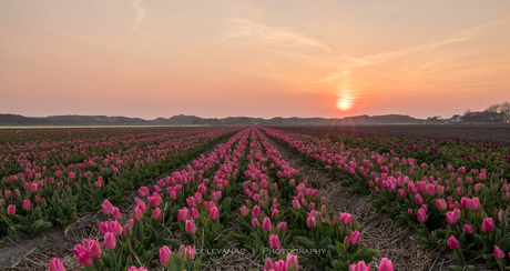 Tulips from Texel