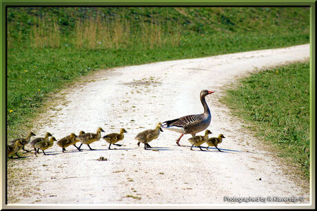 Grauwe gans