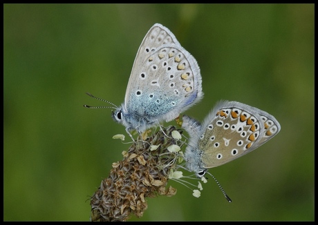 Parende Icarusblauwtjes