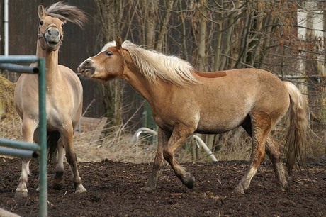 Spelen en dollen