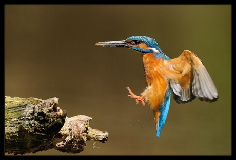 landing ijsvogel