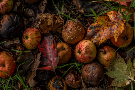 Herfst stilleven
