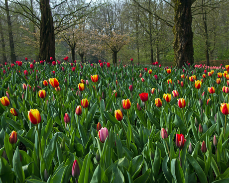 Keukenhof 4