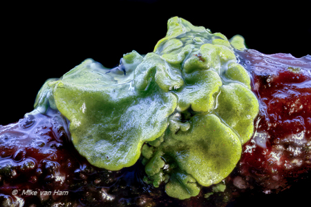 Fungi on a branch - Op tuin tafel lag een tak in het water met daar op wat zwammetjes (ik weet niet welke) en dacht nauw daar moet ik toch wat mee kunnen.

Wat vinden  - foto door Mike6272 op 10-03-2017 - deze foto bevat: MP-E 65, zerene stacker, stackshot