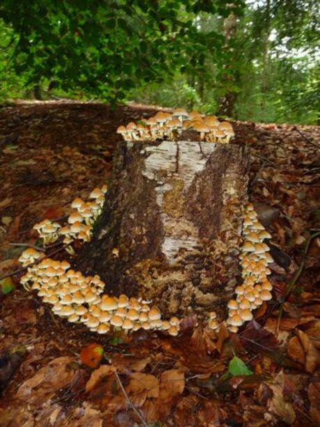 Een hele familie paddestoelen