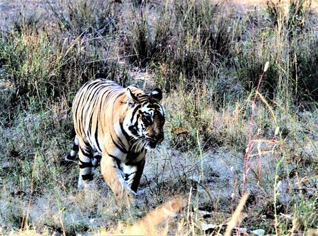 Mijn Tijger Safari reis naar India