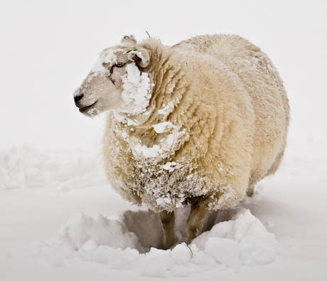 Schaap in de sneeuw.