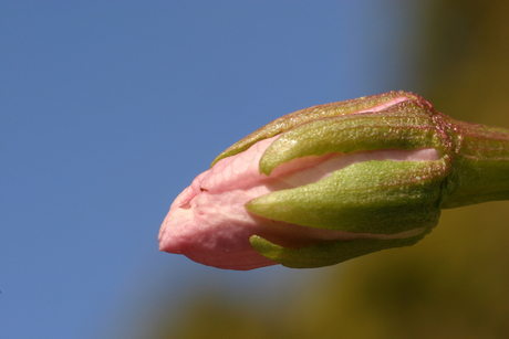 Bloesem in knop