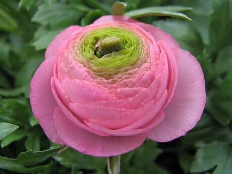 mooi rose