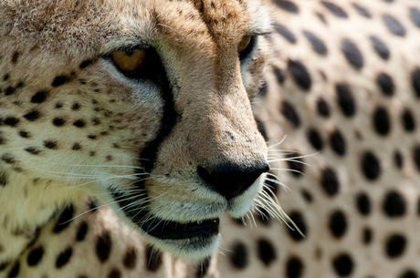 Cheetah op jacht Samburu NP ( Kenia )