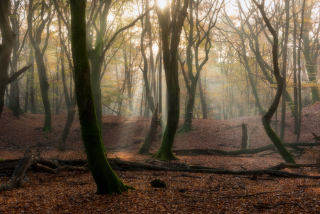 Autumn Forest