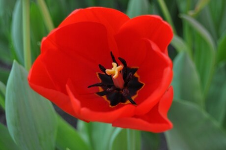 Tulp