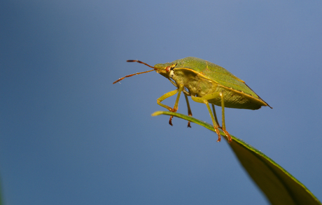 blaadje of beest