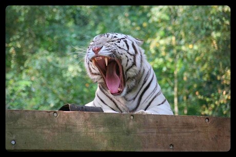 Ben zoooooooooo moe (3)