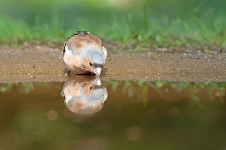 vink aan het drinken