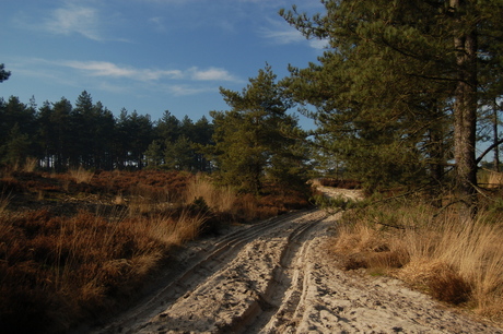 Zandpad over de Kalmthoutse heide