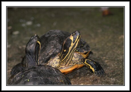 Schildpadden