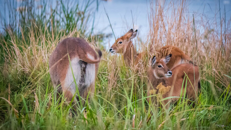 Antilope soort - Uganda