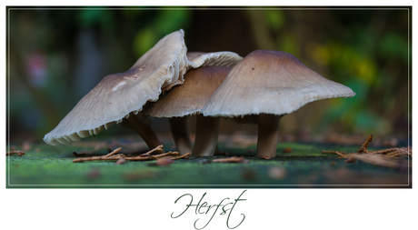 Herfst