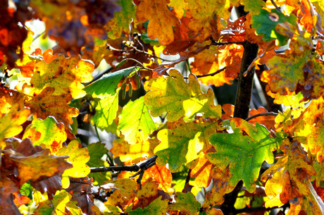 Herfst bladeren