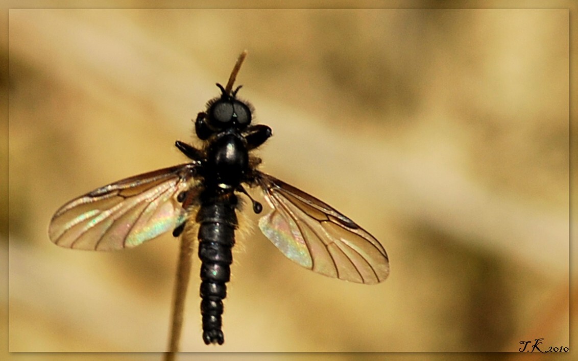 zwart insect - foto van theike45 - Macro -