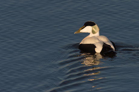 Eider