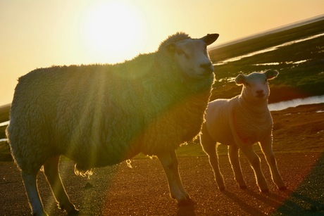 Schaap en lammetje in zonlicht