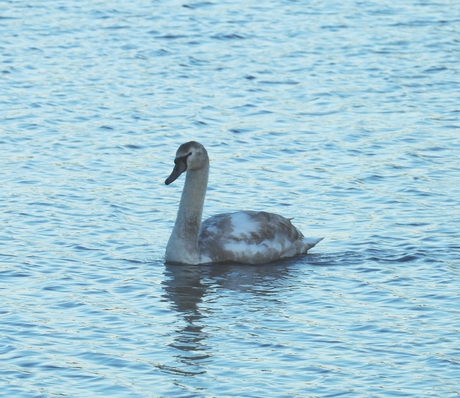 bonte zwaan